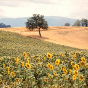 "Dettaglio italiano" - Marche (2002)