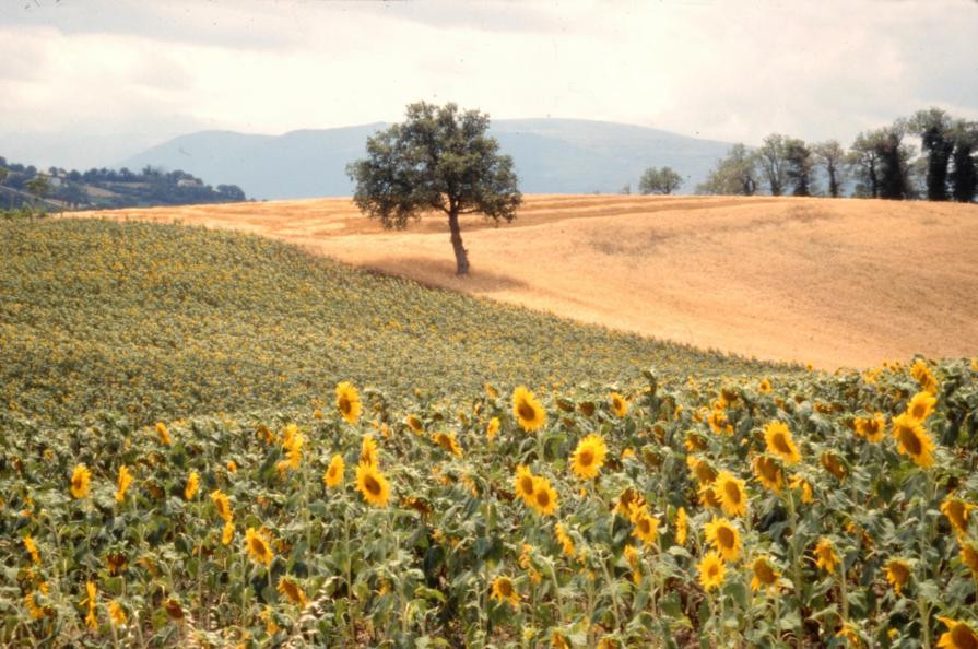 "Dettaglio italiano" - Marche (2002)