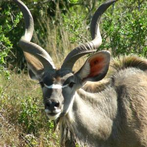 South Africa. Animals