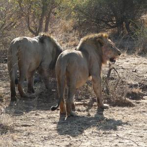 South Africa. Animals