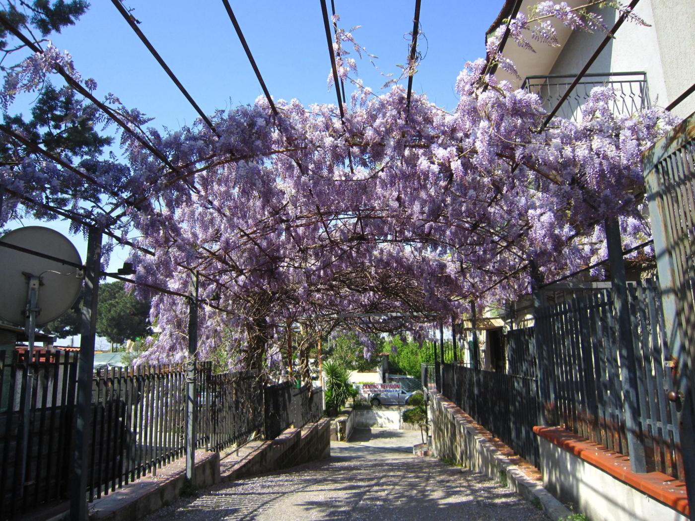 wisteria