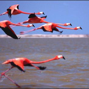 Flamingo, Mexico