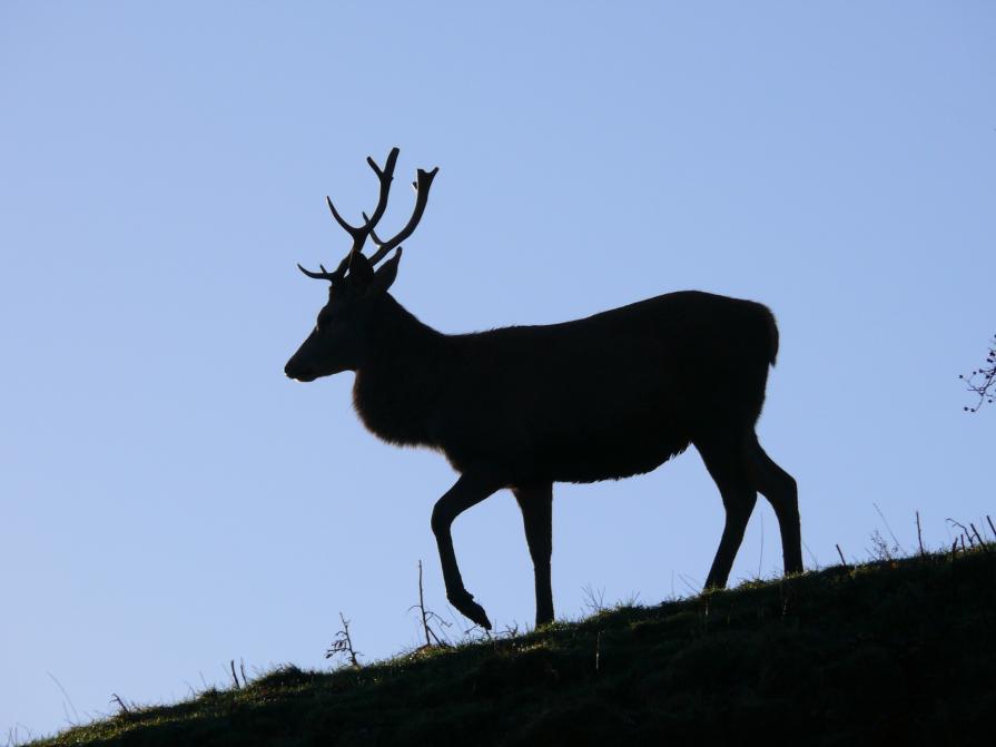 Red Deer Stag at Calke