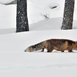 Italy. Val d'Aosta. White and his reflexes