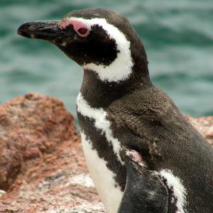 Argentina, Patagonia