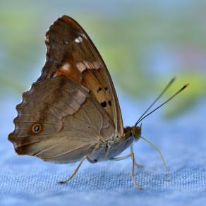 Butterfly Macro.