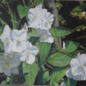 Fiori di philadelphus