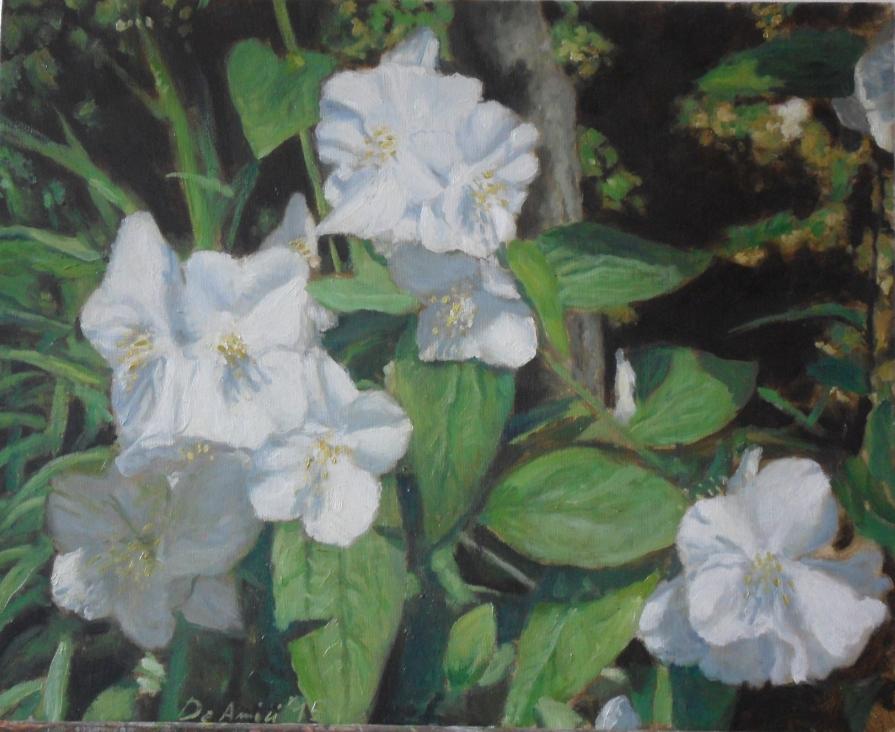 Fiori di philadelphus