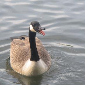 Duck in Water