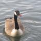 Duck in Water