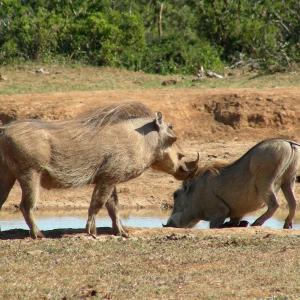 South Africa. Animals