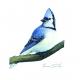 Blue Jay