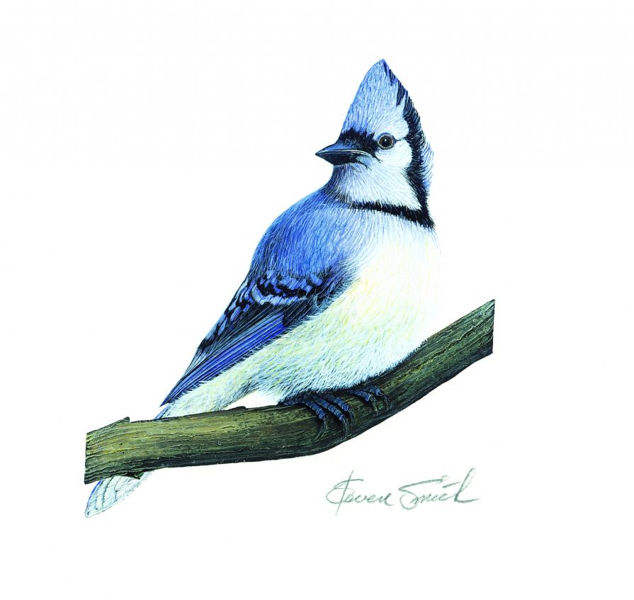 Blue Jay