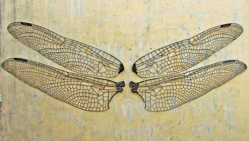 Dragonfly wings