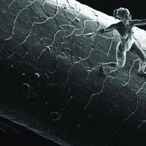 Trust, a nano sculpture