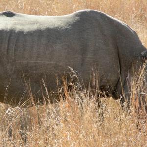 South Africa. Animals