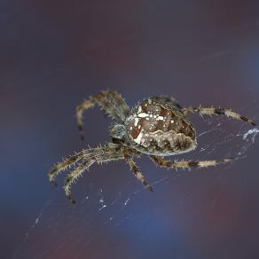 Garden Orb Spider.