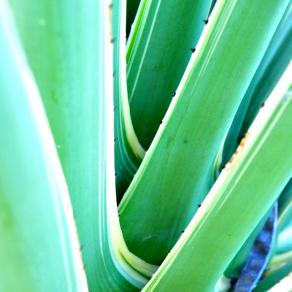 Tropical Leaves