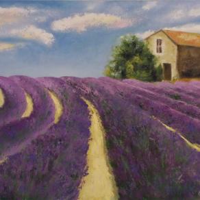 Lavanda in fioritura