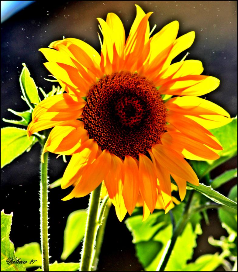 girasole