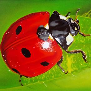 "LADYBUG IV"