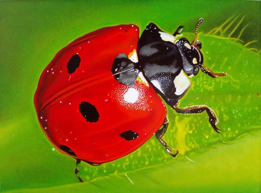 "LADYBUG IV"