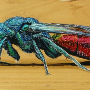 "RUBY TAILED WASP"