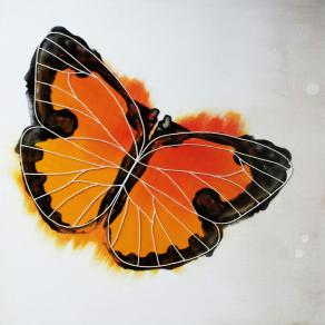 butterfly 5