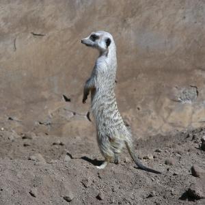 South Africa. Animals