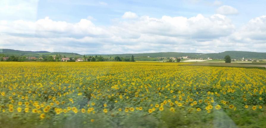 Le champ de tournesols