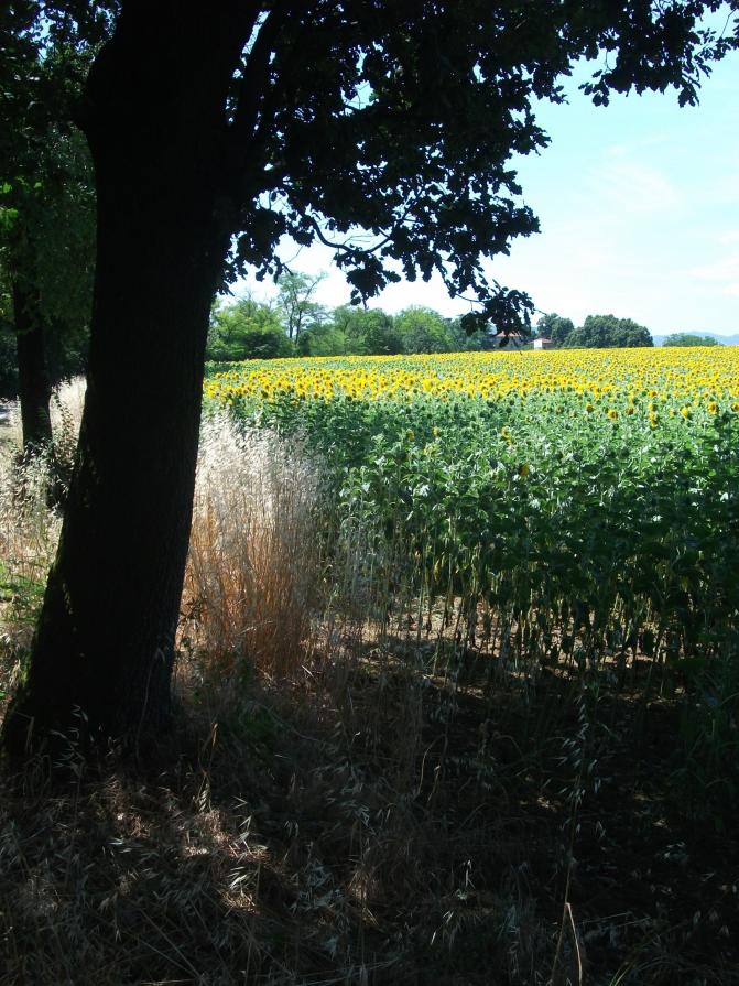 CAMPO DI GIRASOLI