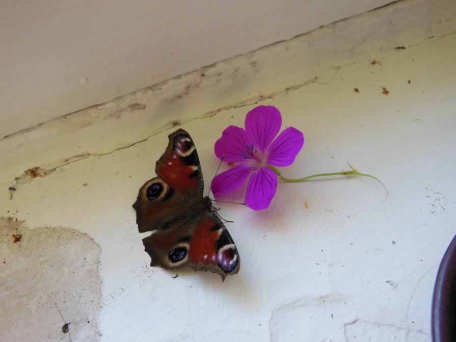 Butterfly and Flower.