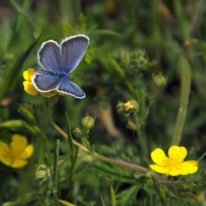 Butterflies of Ukraine