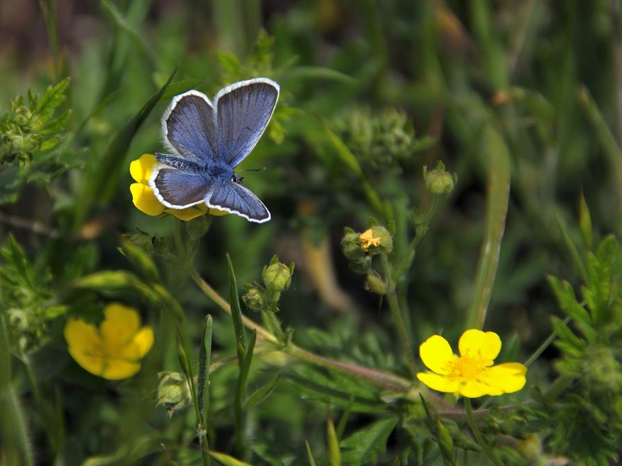 Butterflies of Ukraine