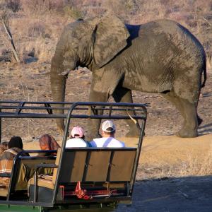 South Africa. Animals