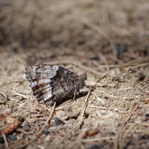 Colori Etnei incisi sulla Natura