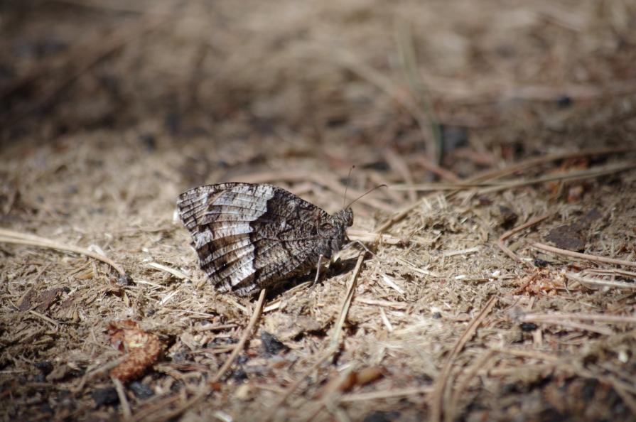 Colori Etnei incisi sulla Natura