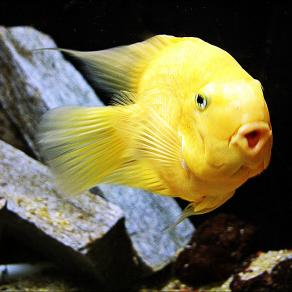 yellow  fish