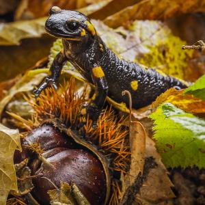 Salamandra e castagne.