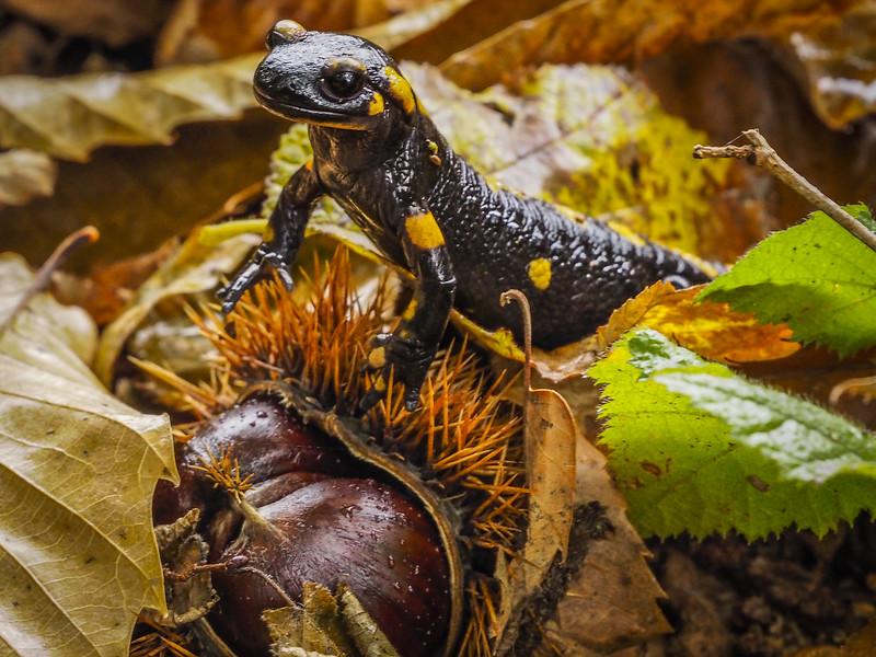 Salamandra e castagne.