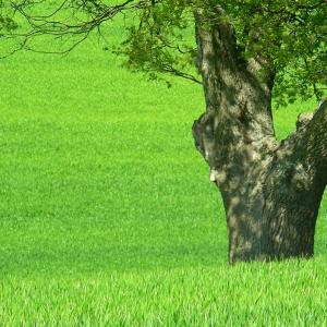 Italy. Puglia. Inland Bari