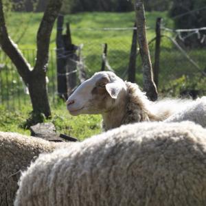 Italy. Basilicata & Campania. Dropouts and rediscovered