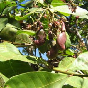 Wonders of Brazil - Fruits