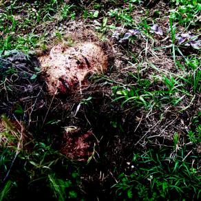 plants, roots and earth, portrait of Chandy