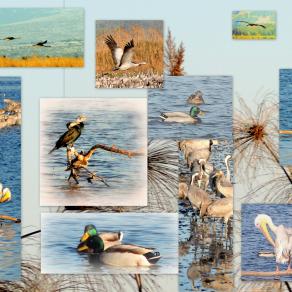 By the Hula Lake  (Restoration Project)   Jan. 2016