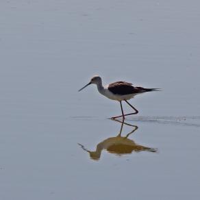 Reflections on the lagoon