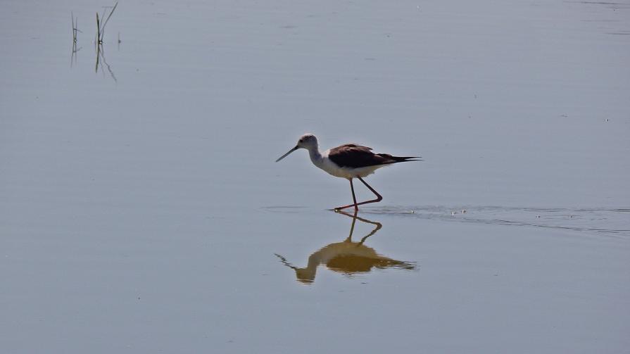 Reflections on the lagoon