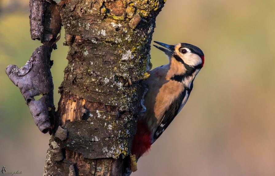 Mr woodpecker 2