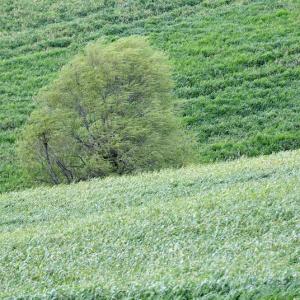 Italy. Basilicata & Campania. Dropouts and rediscovered