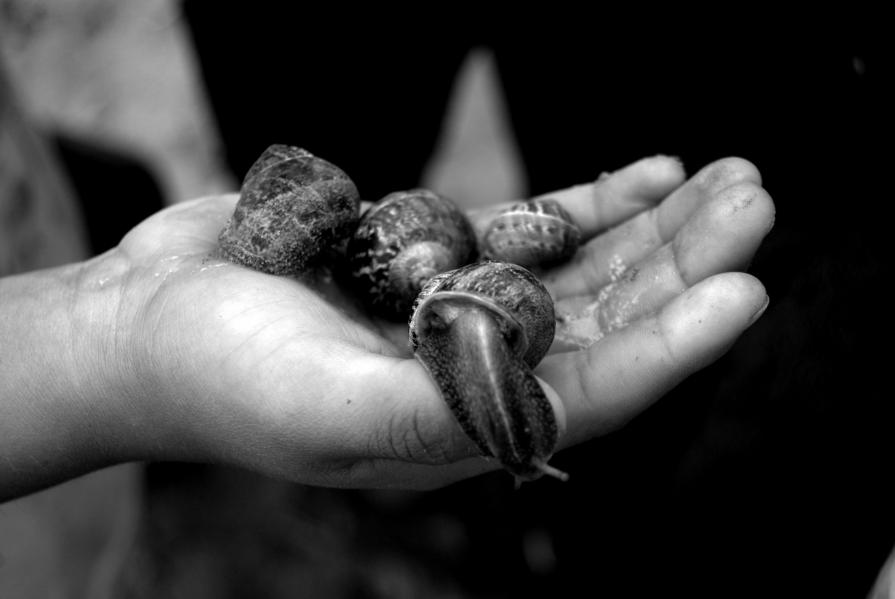 CARACOLAS MAS